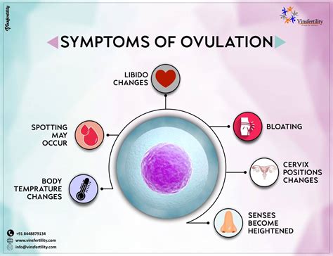 Ovulation Symptoms: 7 Signs of Ovulation - Vinsfertility.com