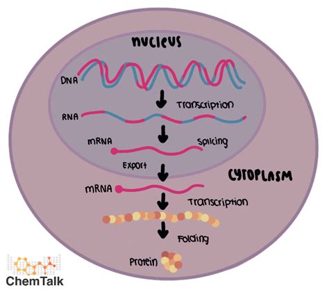 Gene Expression | ChemTalk