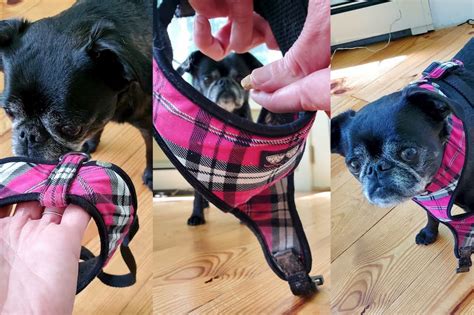 How to Put a Harness on a Dog | Great Pet Care