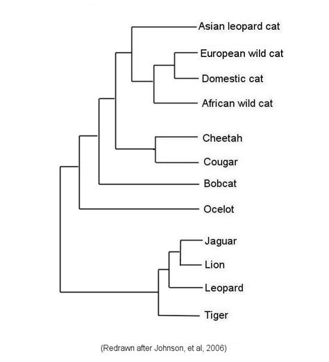 Cat Phylogeny