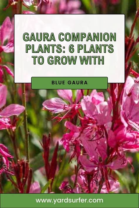 Gaura Companion Plants: 6 Plants To Grow With Blue Gaura | Yard Surfer ...