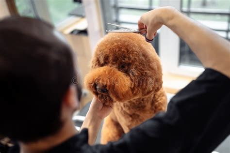 Professional Grooming an Apricot Dog Labradoodle in Hair Salon for Dogs ...