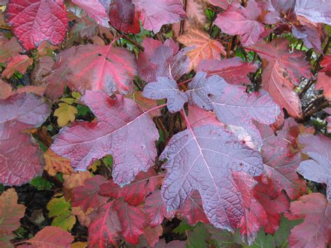 Hydrangea quercifolia fall color (1) - Rotary Botanical Gardens