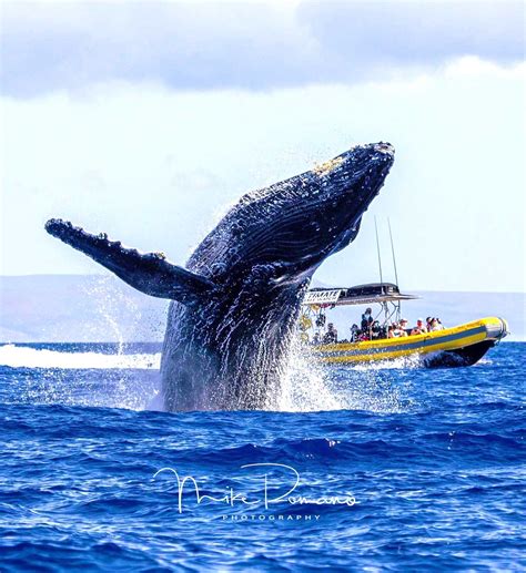 Ultimate Whale Watch and Snorkel | Best Maui Whale Watch Tours