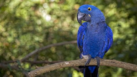 Rainforest Blue Macaw