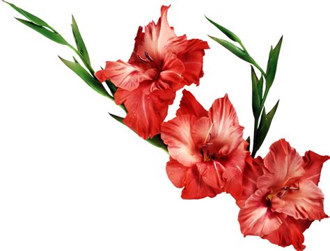 Gladiolus Transparent Background Transparent HQ PNG Download | FreePNGimg