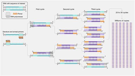 Rna Polymerase Reaction