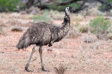 Australian Animals Emu