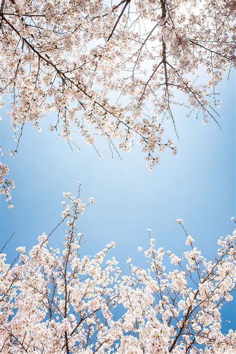 White cherry blossom under blue sky during daytime, HD phone wallpaper ...