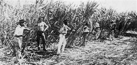 Sugar cane cultivation begins in Queensland-Australian food timeline