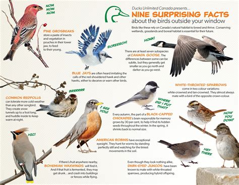 Surprising facts about the birds outside your window—DUC