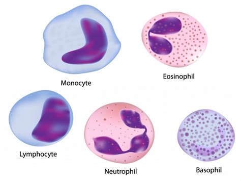 5 types of normal white blood cells : Biological Science Picture ...