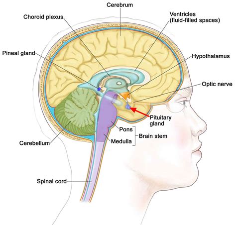 Pituitary adenoma causes, symptoms, diagnosis, treatment & prognosis