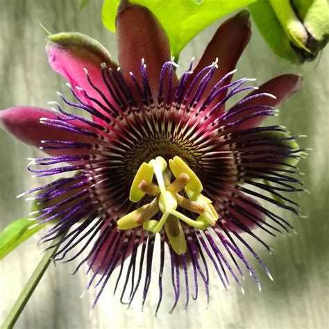 Rare Passion Flower Seeds, Passiflora Incarnata, 100pcs/bag ...