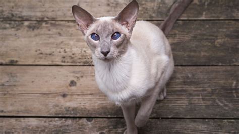 Oriental white cat lying on wooden floor