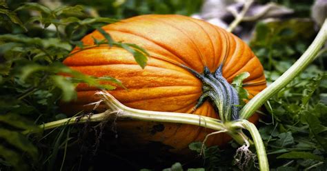 Pumpkin (How to Plant, Grow & Harvest) - GIY Plants