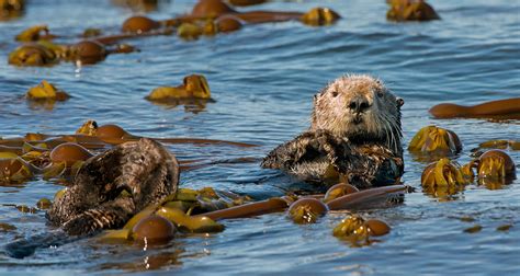 Kelp Forests - Alaska Ocean Acidification Network