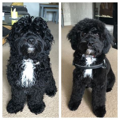 Grooming cockapoo x Ernie after his first haircut 🥰 | Cockapoo grooming ...