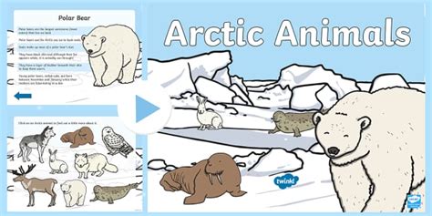 Winter Arctic Animals PowerPoint - North Pole (teacher made)