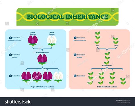 134,027 Hybridization plants Images, Stock Photos & Vectors | Shutterstock