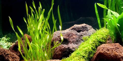 5 Best Low Light Aquarium Plants | The Aquarium Guide