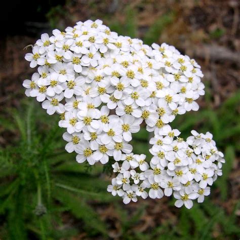 Flower Homes: Achillea Flowers