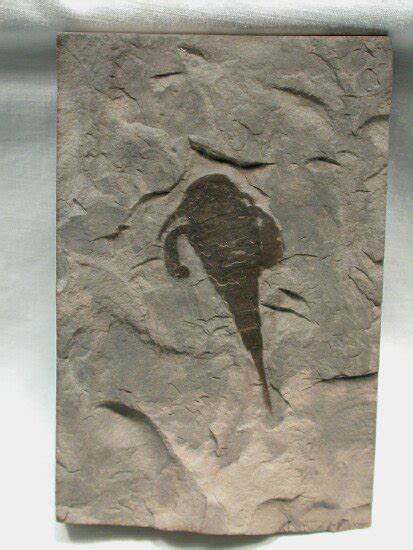 Eurypterid Sea Scorpion Fossil