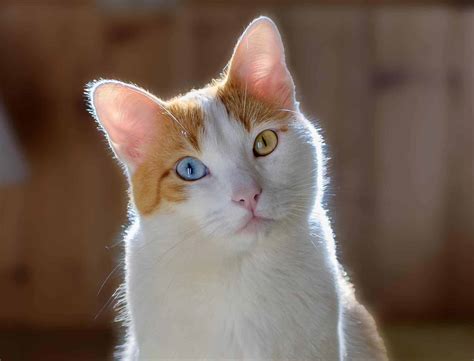 Love Odd-Eyed Cats? See A Gorgeous Collection Of Them Here