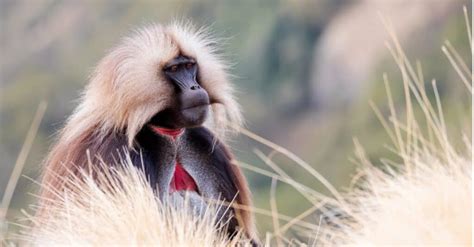 ≫ Los 6 gorilas (monos) más grandes del mundo