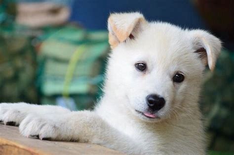 a white dog laying on top of a wooden bench