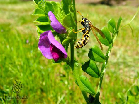 Pollen Wasp | Project Noah