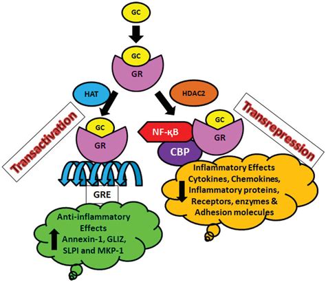 Corticosteroids Mechanism Of Action