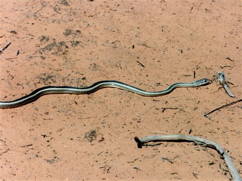 Desert striped whipsnake: Mineral Gulch, Utah