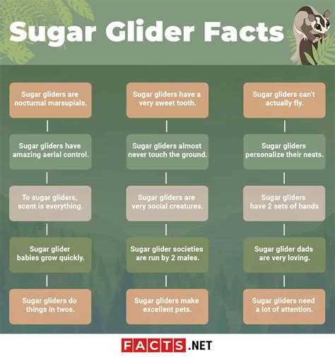 Top 15 Sugar Glider Facts - Diet, Lifespan & More | Facts.net