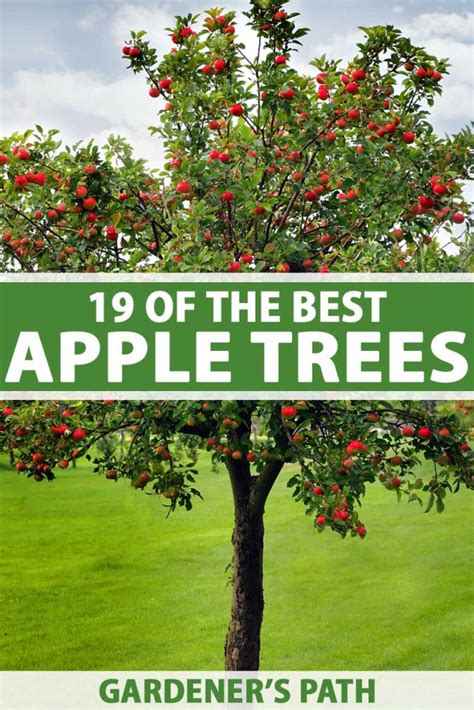 19 Best Apple Tree Varieties (with a Guide to Flowering Groups)