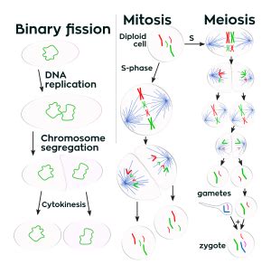 Cell division - Wikipedia