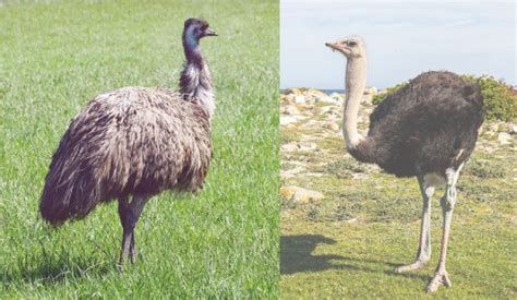 SCORES & OUTDOORS: Don’t look now; what’s the difference between an emu ...