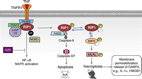 Tnf Alpha Signaling Pathway