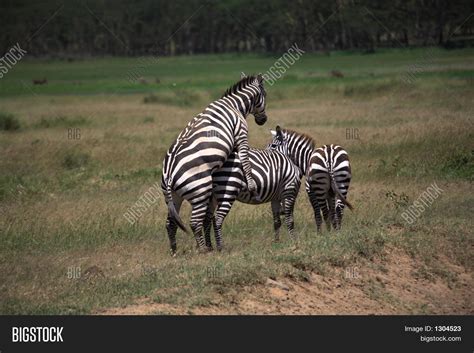 Zebra Mating Image & Photo (Free Trial) | Bigstock