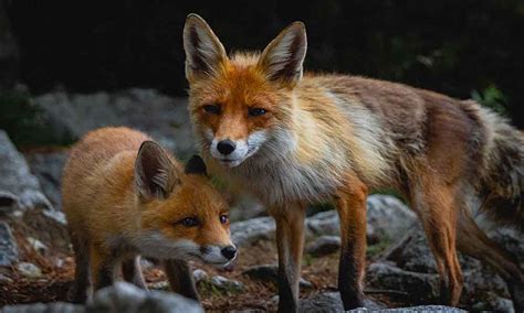 5 Types Of Foxes That Live In North America • The Grom Life