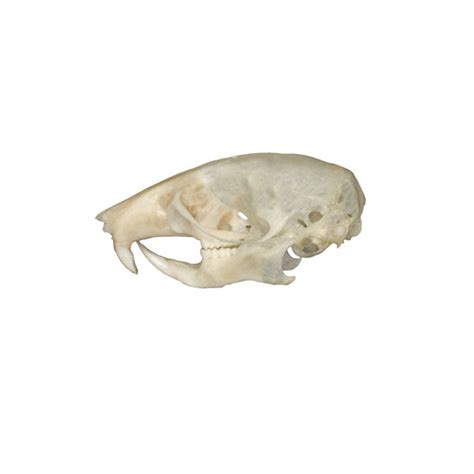 Real Mouse Skull For Sale – Skulls Unlimited International, Inc.