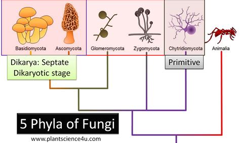 The Most Primitive Phylum of Fungi Is the