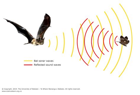 Bat echolocation | Echolocation, Bat, Learning science