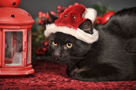 Cat in Christmas hat stock photo. Image of artificial - 34777048