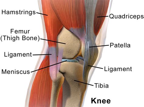 Lateral meniscus - Wikipedia