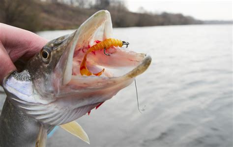 Northern Pike Teeth: Things You Need to Know - Fishmasters.com