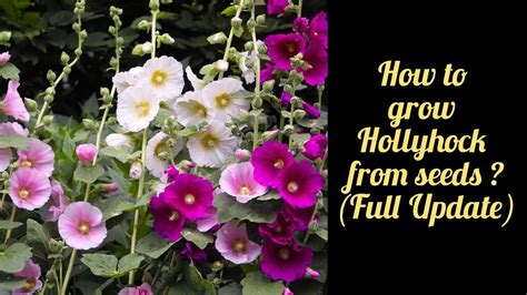 How to grow Hollyhock from seeds ? - With full update - YouTube