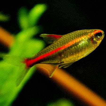 Glowlight Tetra (Hemigrammus Erythrozonus) ARCY AQUARIUMS | lupon.gov.ph