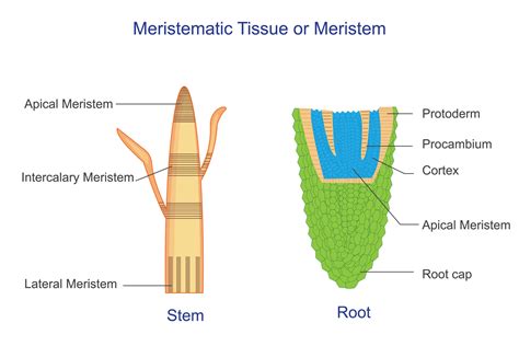 Meristematic Tissue In Plants Diagram