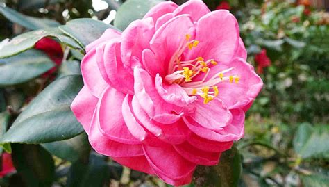 Camellia - Spiritual Meaning & Symbolism - Symbols and Synchronicity